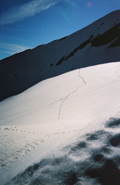 suivre les traces d un chamois...