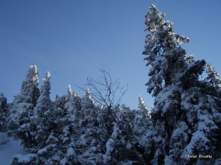 les sapins du Crt de la Neige