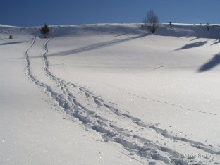 la combe aux Prosts